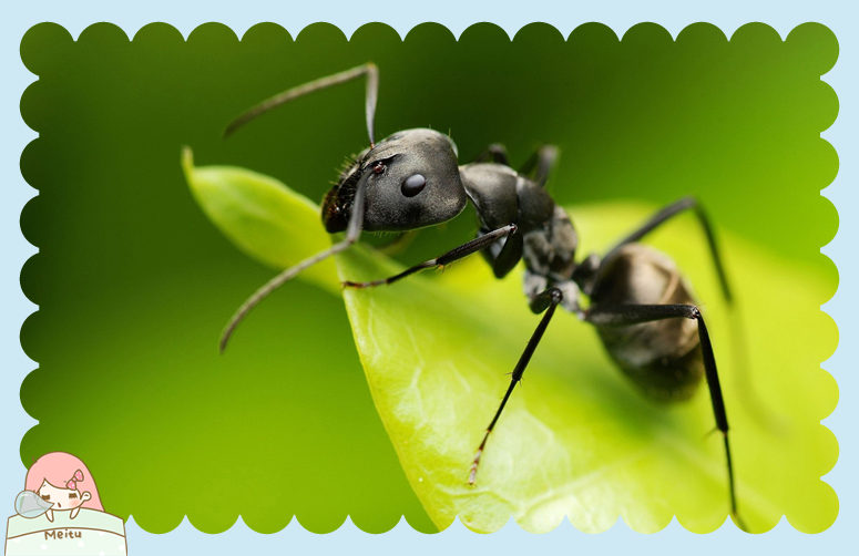 活动主题】百变卡纸——漂亮的蚂蚁小姐
